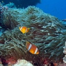 Two-banded Anemonefish (Amphiprion bicinctus).