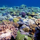 Beautiful Jewel Reef.