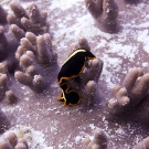 Black and orange flatform crawls over leather coral.