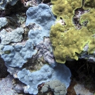 Blue Montipora and yellow Porites plating corals.