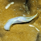 Brilliant Headshield Slug (Chelidonura electra)