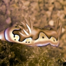 Chromodoris coi nudibranch.