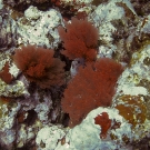 Clumps of red algae.