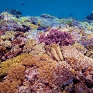 Coral variety.