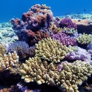 Coral variety at Jewel Reef.