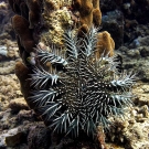Crown-of-thorns climbing up columnar Porites coral.