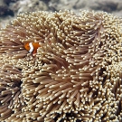 False Clownfish (Amphiprion ocellaris) in its host Magnificent Anemone