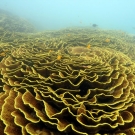 Field of Turbinaria coral