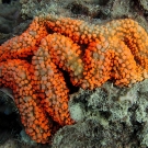 Fluorescent orange Lobophyllia coral polyp.