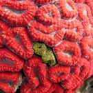 Fluorescent red Lobophyllia coral with dead polyp covered by a corallimorph.
