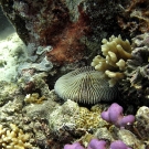 Fungia and Pectinia and a variety of other coral genera.