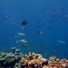 Fusiliers and unicornfish in the open water over the reef.