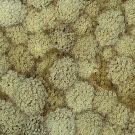 Geometric texture of Goniopora coral polyps.