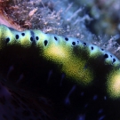Abstract of giant clam mantle showing eye-spots along edge.