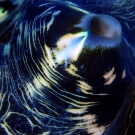 Abstract of giant clam mantle.