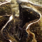Giant clam profile showing the many thousands of tiny 