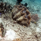 Giant clams (Tridacna gigas)