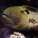 Giant Moray (Gymnothorax javanicus) being cleaned by Blackspot Cleaner Wrasse (Labroides pectoralis).