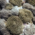 Goniopora coral.