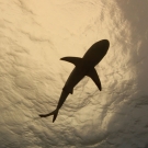 Gray Reef Shark (Carcharhinus amblyrhynchos) in silhouette.