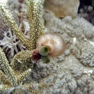 Green urn tunicates and fuzzy cyanobacteria growing on branching Acropora colony.