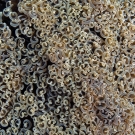 Hammer/Anchor Coral (Euphyllia ancora) named for the tentacles which are hammer or anchor shaped.