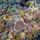 High coral diversity.