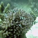 Humbug Dascyllus on Stylophora coral.