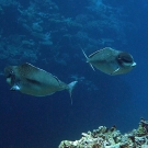 Humpnose Unicornfish (Naso tonganus)