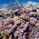 Jewel Reef at 6-7 meters.