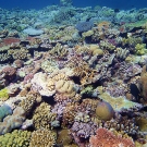 Jewel Reef