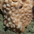 Large colony of compound tunicates.