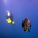 Longfin Spadefish (Platax teira) swimming in the opposite direction as a coral reef surveyor.