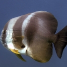 Longfin Spadefish (Platax teira)
