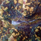 Monster giant clam.
