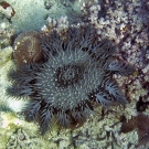 Mushroom coral are mobile but cannot outrun a Crown-of-thorns Seastar.