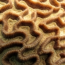 Oulophyllia coral showing polyps nestled between adjoining walls.