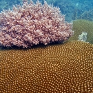 Red algae clump on Diploastrea coral.