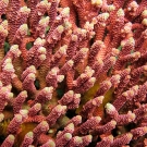 Lovely red table Acropora millepora coral.