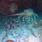 Reef Lobster