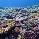 Reef scene of Jewel Reef.