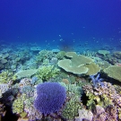 Reef scenic showing some large table Acroporas and bushy Pocilloporas.