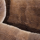 Ridges and grooves of Pachyseris coral.