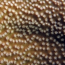Sarcophyton leather coral polyp detail.