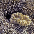Sarcophyton leather coral within stand of Porites finger coral.