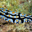 Sea slug.