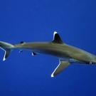 Silvertip Shark (Carcharhinus albimarginatus)