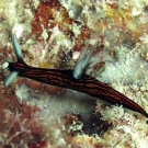 Slender Roboastra (Roboastra gracilis) nudibranch.