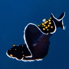 Small black and yellow spotted flatworm swimming through the water column like a magic carpet.