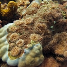 Sponge and corallimorphs covering dead area of Porites lobata.